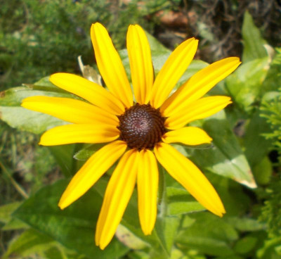 DSCN3272_Rudbeckia.jpg
