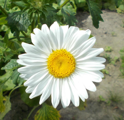 DSCN3277_Callistephus_chinensis.jpg