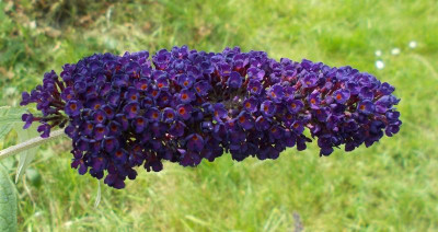 DSCN3279_Buddleja_Black_Knight.jpg