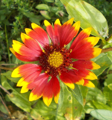 DSCN3300_Gaillardia.jpg