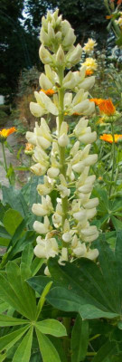 DSCN3303_Lupinus_gelb.jpg