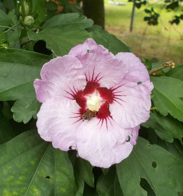 DSCN3306_Hibiscus_syriacus.jpg