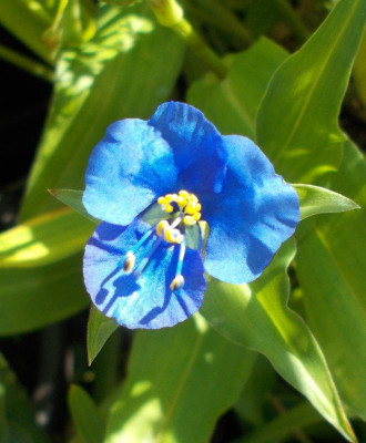DSCN3312_Commelina_tuberosa.jpg