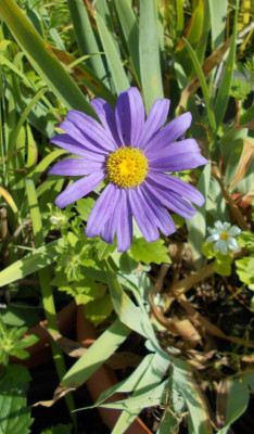 DSCN3316_Callistephus_chinensis.jpg