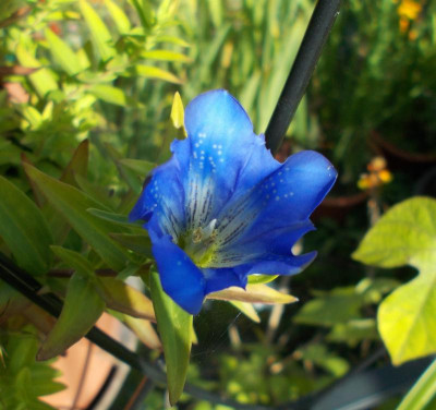 DSCN3313_Gentiana_Obergurgl.jpg