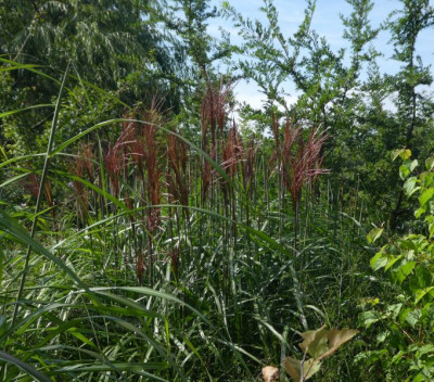 Miscanthus 'Malpartus' k.jpg