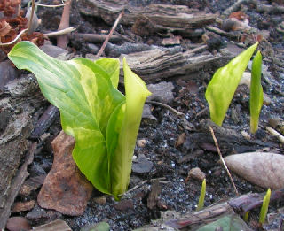 Arum_Bacovci_036.jpg