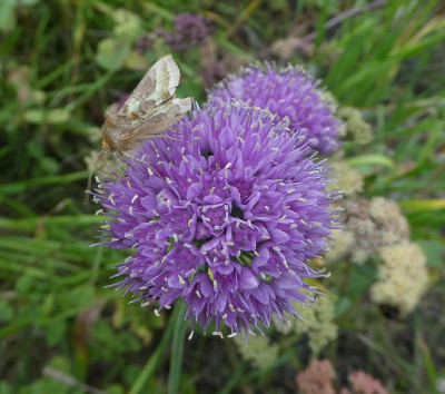Allium mit Achateule k.jpg