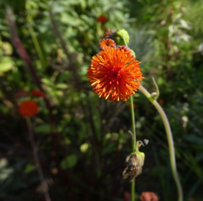 Emilia coccinea k.jpg
