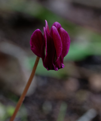 DSC_2700_DxO.jpg