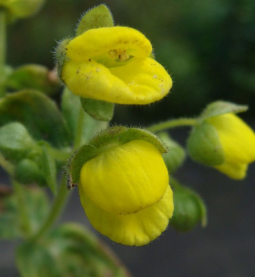 Calceolaria meyeriana21-3.jpg