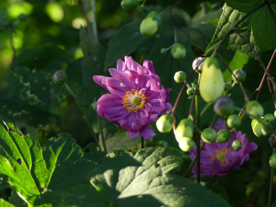 2021-09-02 Anemone 'Bressingham Glow'.jpg