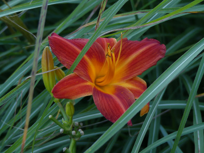 2021-09-02 Hemerocallis 'Shining Plumage'.jpg