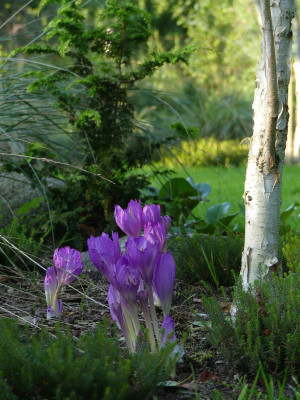 2021-09-02 Colchicum 1.jpg