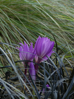 2021-09-02 Colchicum speciosum 'Atrorubens' 1.jpg