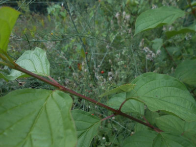 DSCN2857.JPG