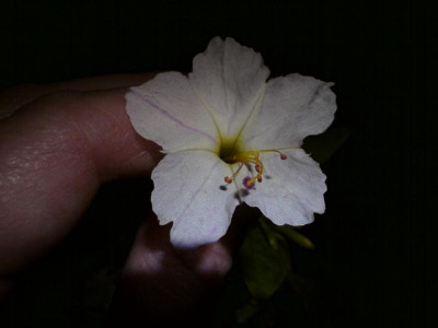 Mirabilis longiflora x jalapa F2 2021.jpg