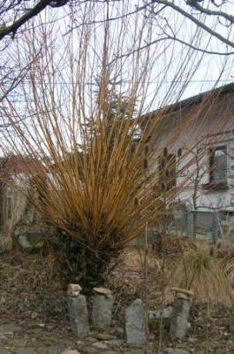 DSCN7029_salix_viminals_kl.jpg
