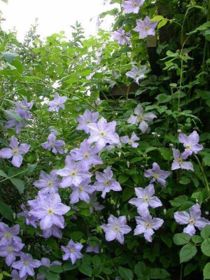 Blekitny_Aniol_Blauer_Engel_2005.jpg
