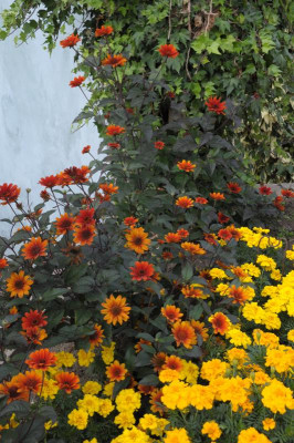 DSC_8177.JPG