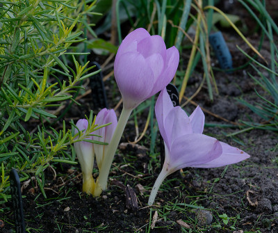 DSC_2819_DxO.jpg