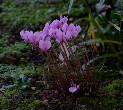 DSC_2812_DxO.jpg
