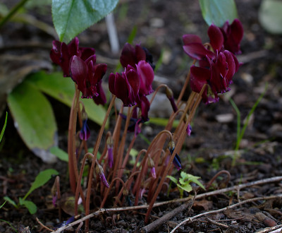 DSC_2811_DxO.jpg