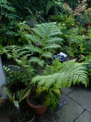 2021-09-02 Farne Cyathea cooperi 1.jpg