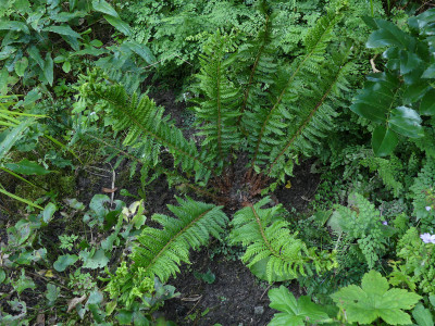 2021-09-03 Polystichum aculeatum 'Cristatum Jessen' 1.jpg