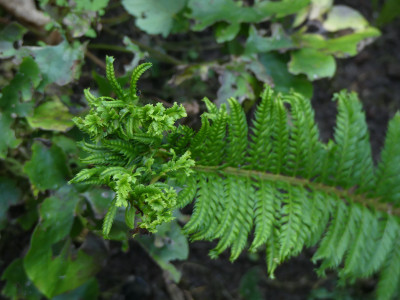 2021-09-03 Polystichum aculeatum 'Cristatum Jessen' 2.jpg
