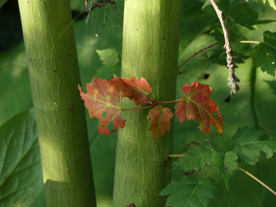 2021-09-03 Acer stachyophyllum 1.jpg