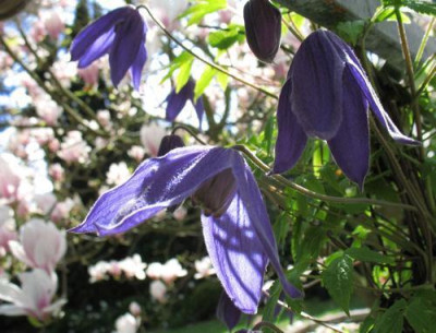 PrinceAlex0408.jpg