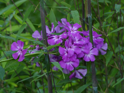 2021-09-03 Phlox 1.jpg