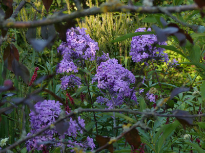 2021-09-03 Phlox 'Ruotsinpyhtää' 1.jpg