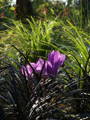 2021-09-03 Colchicum speciosum 'Atrorubens' 1.jpg