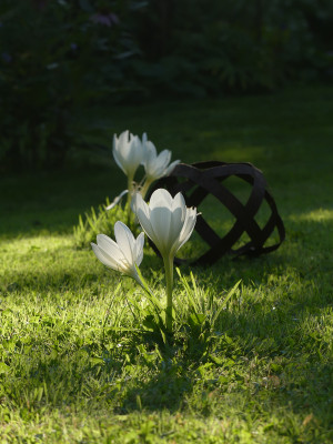 2021-09-03 Colchicum 1.jpg