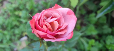 IMG_20210903_190220.jpg