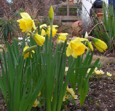 Narcissus_RES_023.jpg