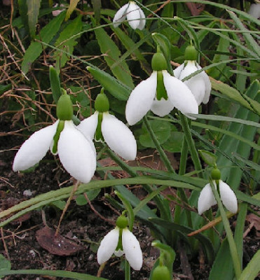 Galanthus_Merlin_026.jpg