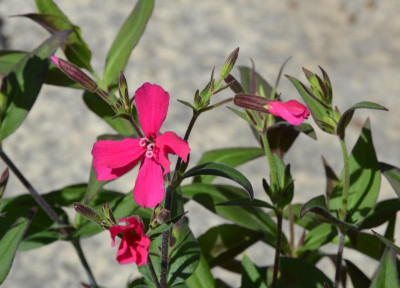 DSC_2362.JPG