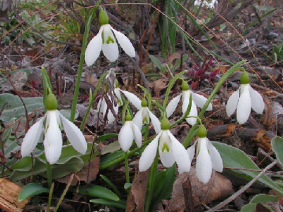 Galanthus_Colossus_018.jpg