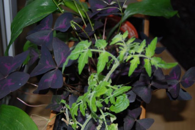 Tomate_Wohnzimmer.jpg