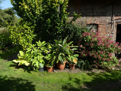 2021-09-04 Garteneinblick 5.jpg