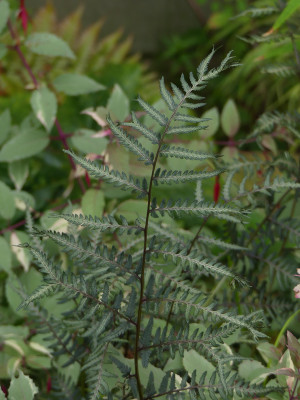 2021-09-04 Farne Athyrium iseanum 'Crist'. X nip. 'Purple Garden' 1.jpg