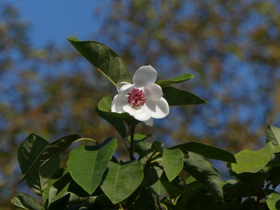 2021-09-04 Magnolia sieboldii 1.jpg