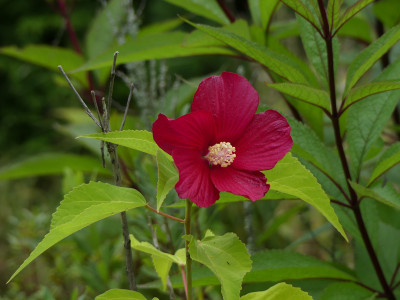 2021-09-04 Hibiscus moscheutos 1.jpg