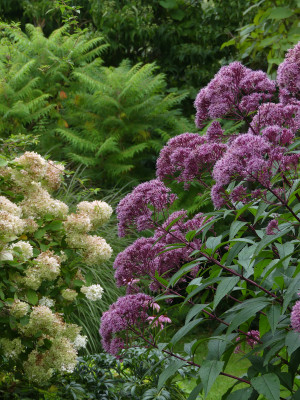2021-09-04 Gartenimpressionen 1.jpg