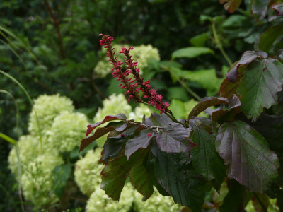 2021-09-04 Gartenimpressionen 3.jpg