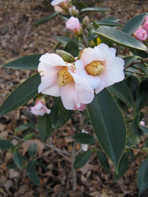 showa-wabisuke2_1107.jpg