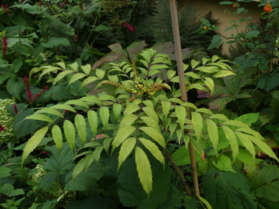 2021-09-04 Mahonia x savilliana 2.jpg